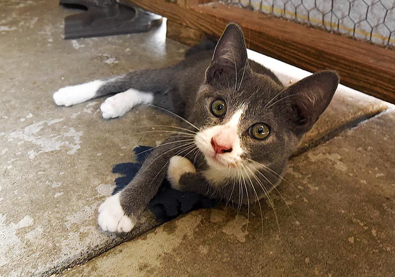 Wiregrass Humane Society accepts kittens after tragedy
